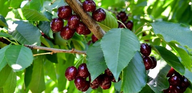 Το φημισμένο κεράσι της Αγιάς